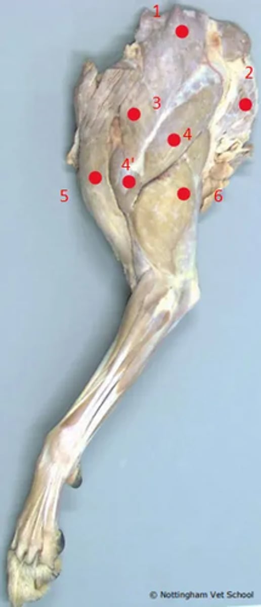 <p>1. Trapezius</p><p>2. Latissimus dorsi</p><p>3. Omotransversarius</p><p>4. Scapula part of deltoid</p><p>4'. Acromial part of deltoid</p><p>5. Brachicephalicus (cleidocephalicus)</p><p>6. Triceps brachii</p>