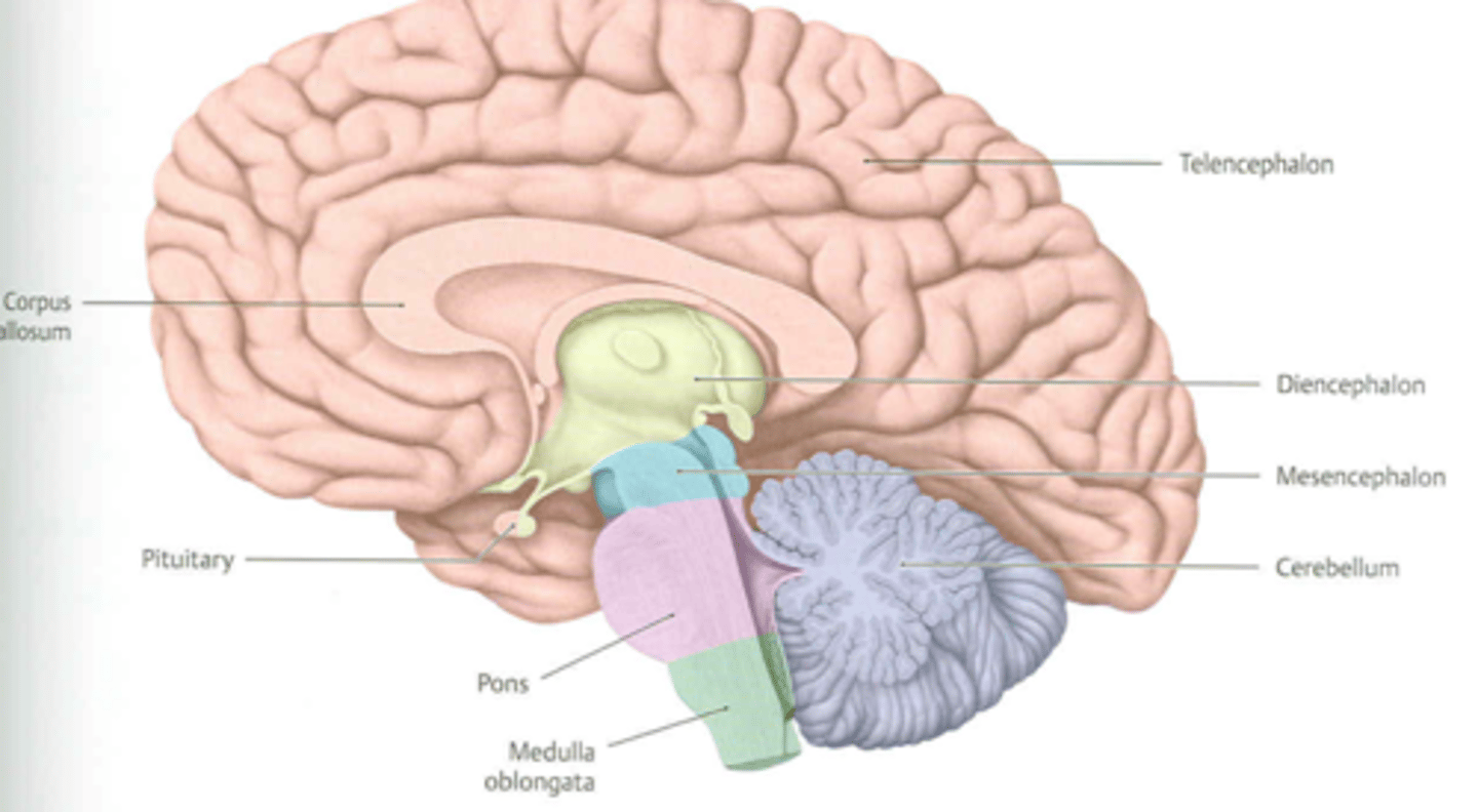 <p>- Pons</p><p>- Cerebellum</p>