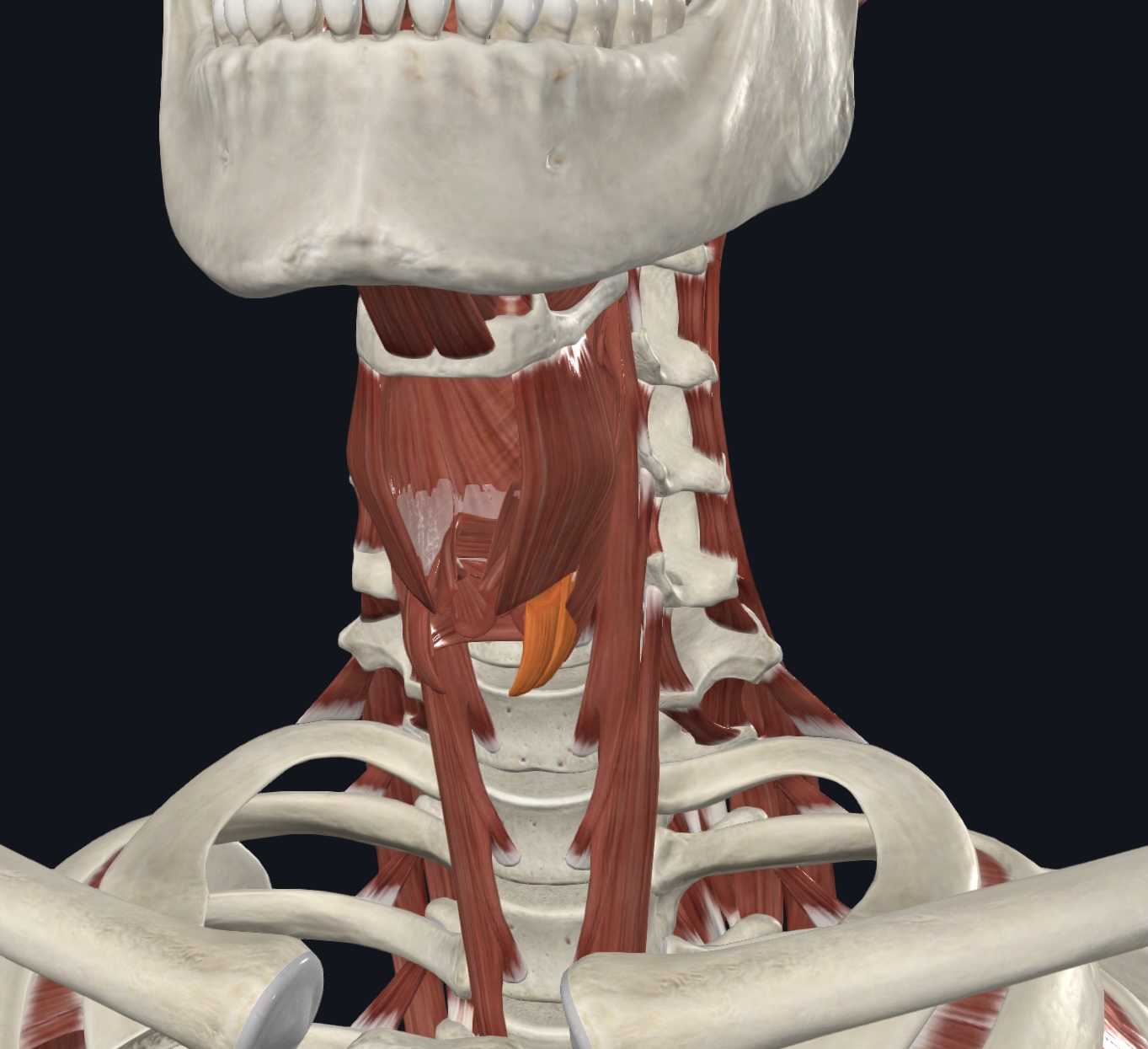 <p>Intrinsic Muscle of the Larynx</p>