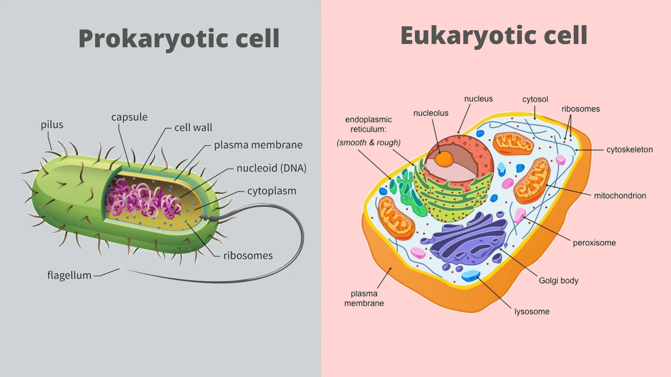 <ul><li><p>cells with linear chromosomal DNA packed into a membrane-enclosed nucleus</p></li><li><p>contains membrane enclosed organelles (mitochondria and/or plastids)</p></li></ul>