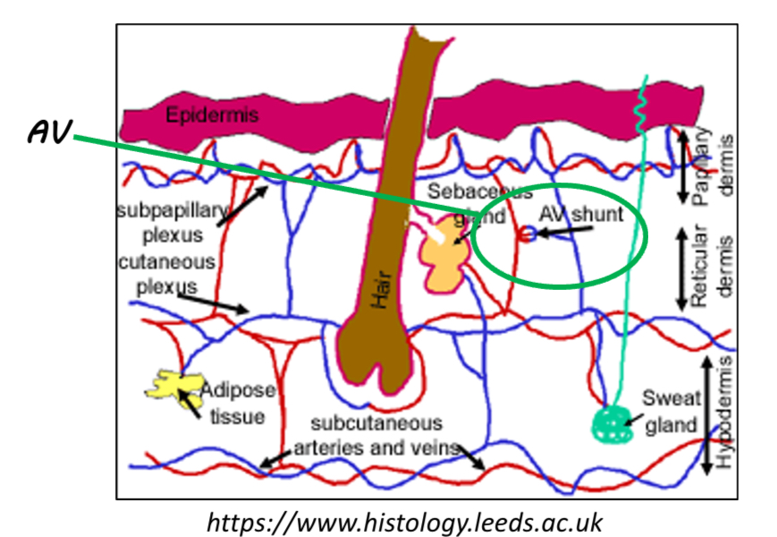 <p></p><ul><li><p><span><span>Skin temperature is regulated by arteriovenous (AV) shunts in the dermis</span></span></p></li><li><p><span><span>AV shunts connect arterioles and venules and are abundant in the dermis</span></span></p></li><li><p><span><span>They respond to skin thermoreceptors detecting heat or cold</span></span></p></li><li><p><span><span>Shunts open → increased blood flow to the superficial vascular plexus in the papillary dermis</span><span><br></span></span></p><ul><li><p><span><span>More heat loss</span></span></p></li><li><p><span><span>Skin appears redder</span></span></p></li></ul><p></p></li><li><p><span><span>Shunts close → reduced superficial blood flow</span><span><br></span></span></p><ul><li><p><span><span>Heat conserved</span></span></p></li><li><p><span><span>Skin appears pale or blue</span></span></p></li></ul></li></ul><p></p><ul><li><p><span><span>Facial blood flow can also change due to emotional or sympathetic nervous system activity (blushing)</span></span></p></li><li><p><span><span>Prolonged shunt closure can cause tissue damage, e.g. frostbit</span></span></p></li></ul><p></p>
