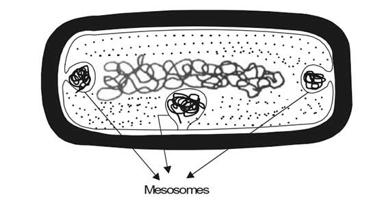 <p>Mesosomes are inner foldings of the cell membrane found in prokaryotic cells. These foldings: </p><ul><li><p>increase surface area, </p></li><li><p>are sites of secretion, </p></li><li><p>respiration, </p></li><li><p>DNA replication and </p></li><li><p>assist in cell wall formation.</p></li></ul><div data-youtube-video=""><iframe width="640" height="480" allowfullscreen="true" autoplay="false" disablekbcontrols="false" enableiframeapi="false" endtime="0" ivloadpolicy="0" loop="false" modestbranding="false" origin="" playlist="" rel="1" src="https://www.youtube.com/embed/ffOs5JuATgs?rel=1" start="0"></iframe></div><p></p>