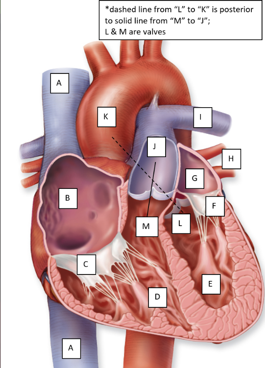 <p>Identify L</p>
