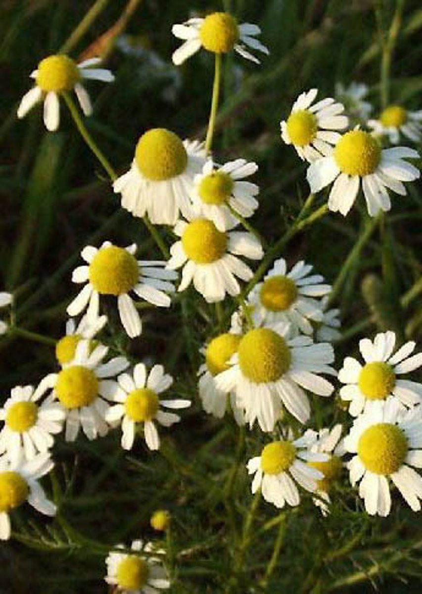 <p>chamomile</p>