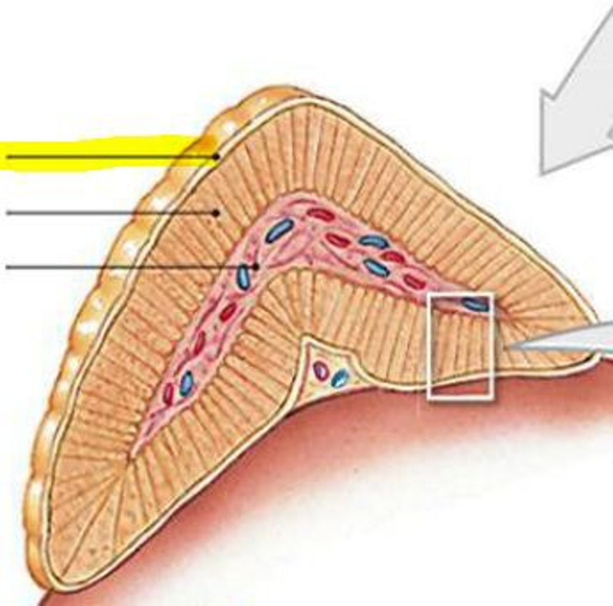 <p>Adrenal capsule (yellow highlighted line/ outside covering of the adrenal gland)</p>