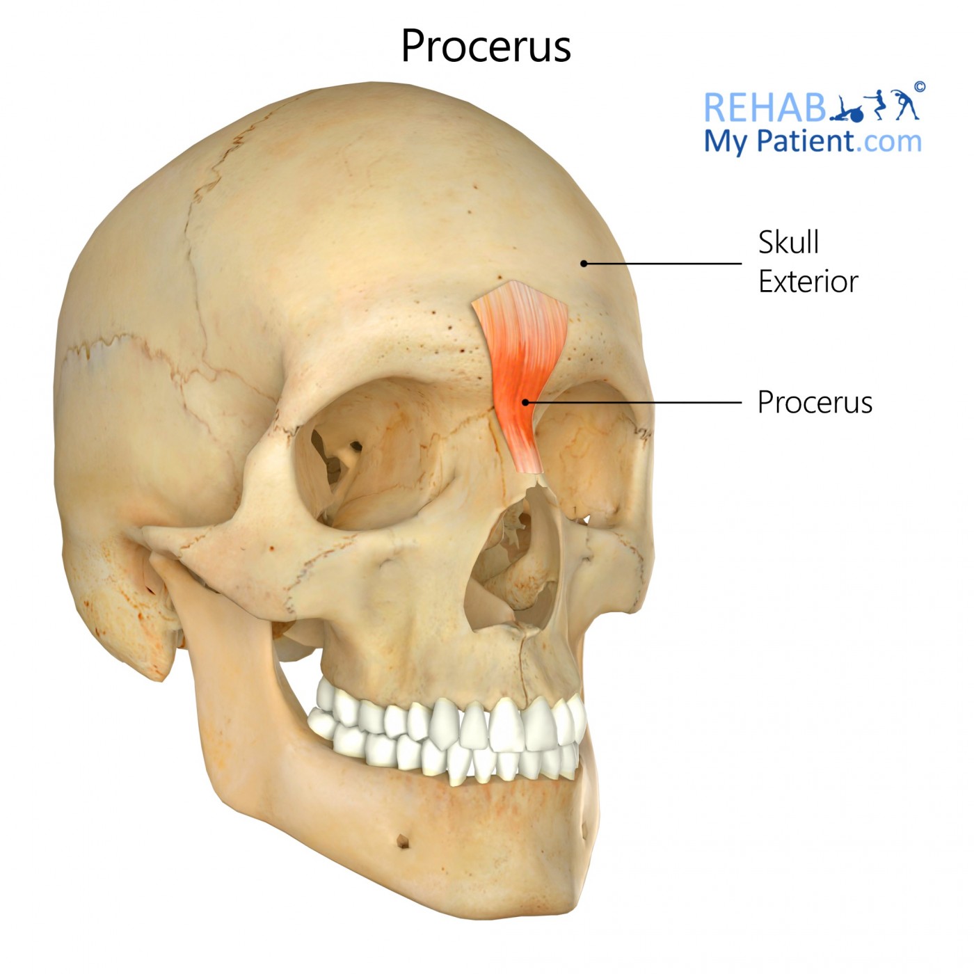 <p><strong>Peripheral Innervation</strong></p><p>Facial nerve</p><p><strong>Segmental Innervation</strong></p><p>Facial nerve</p><p><strong>Action</strong></p><p><span>Draws medial part of eyebrow inferiorly</span></p>