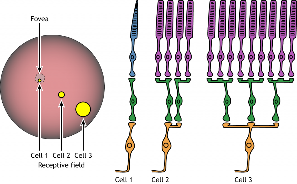 <p>Level of convergence!</p><p>If information is gathered from a large # of photoreceptors, which converges into one ganglion cell it’s a large receptive field. Ganglion cells combine information from bipolar cells. </p>