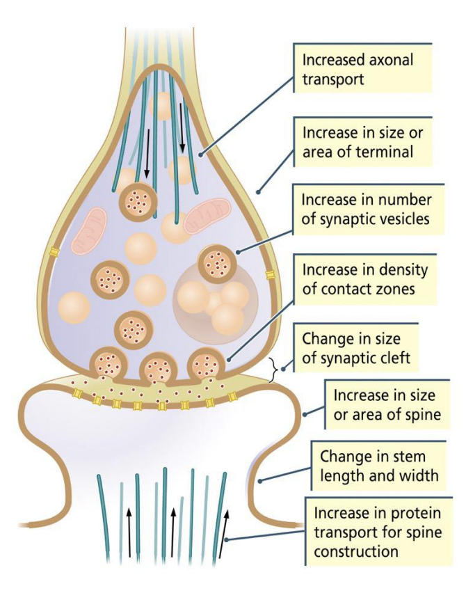 <p>make more/less transmitter</p><p>have more/fewer receptors</p><p>make synapses bigger/smaller</p><p>eliminate synapses/make new synapses</p>