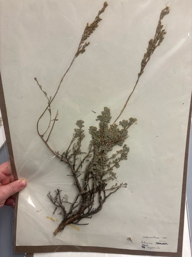 <p>Anthemideae - artemisia nova - black sagebrush </p>