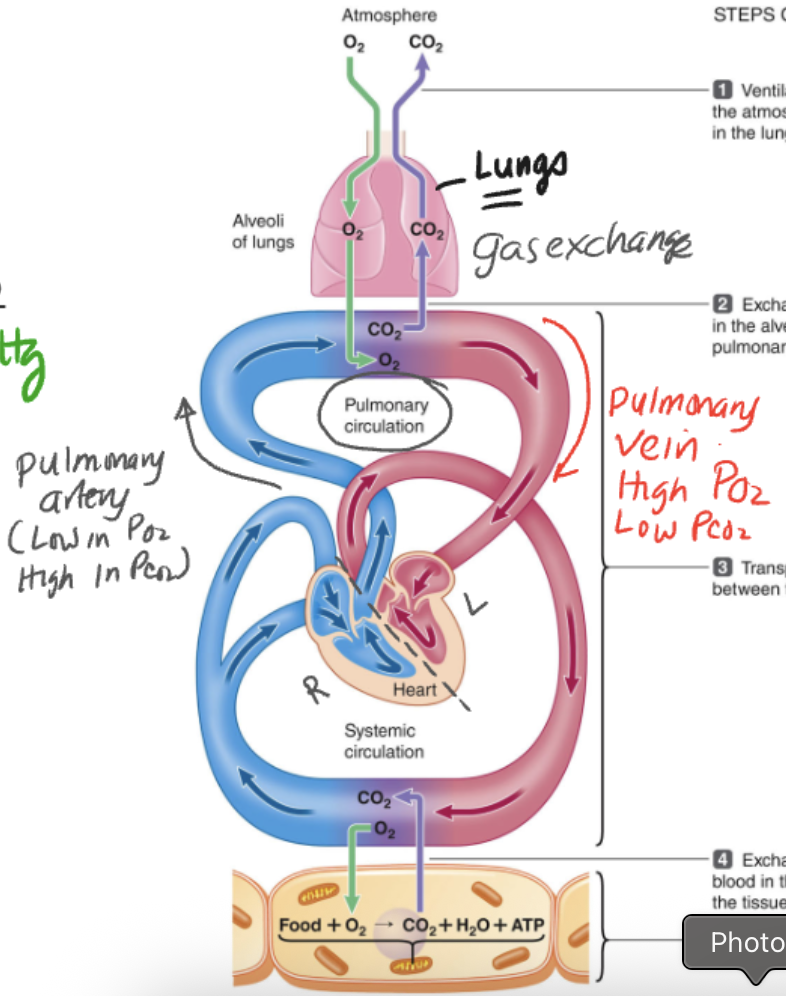 <p>B. Pulmonary artery</p>