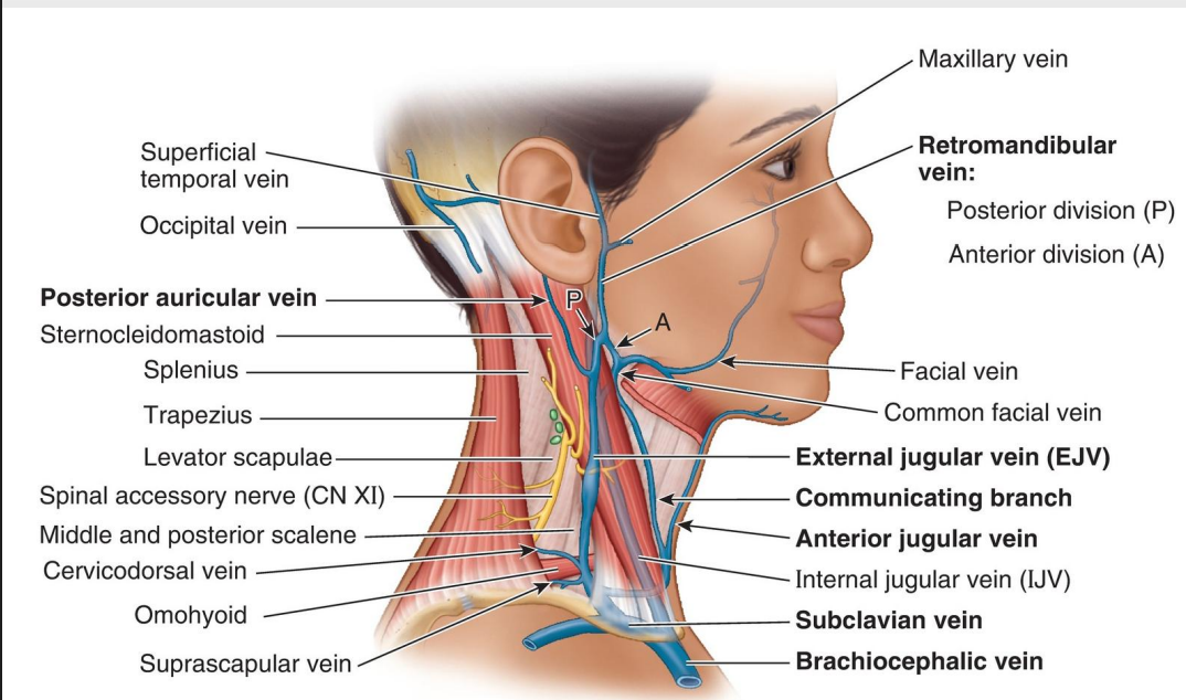 <p>SCM, middle 1/3 of clavicle, anterior border of trapezius, platysma (roof), deeper musculature (floor)</p>