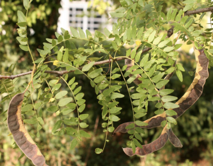 <p><em>Gleditsia tricantho</em></p><p>Fabaceae</p>