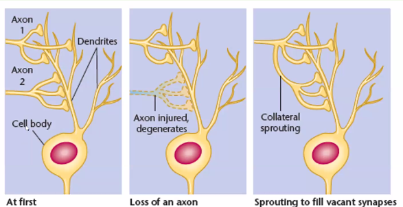 <ul><li><p>recovery is better in younger brains than older brains and is better in the periphery than in the brain</p></li><li><p>mechanisms of recovery mainly involve new branching of axons and dendrites - process = <strong>collateral sprouting</strong></p><ul><li><p>new branches formed by non-damaged axons attach to vacant spots of dendrites and cell bodies </p></li><li><p>the cells secrete neurotrophins that allow collateral sprouting to occur</p></li></ul></li><li><p>especially in the first 2 weeks after damage, the rate of new synapses forming is very fast </p></li></ul>