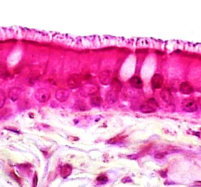 <p>Pseudostratified columnar epithelium function</p>