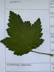 Ribes rubrum