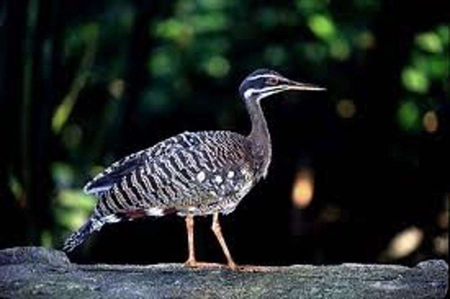 <p>Sunbittern</p>