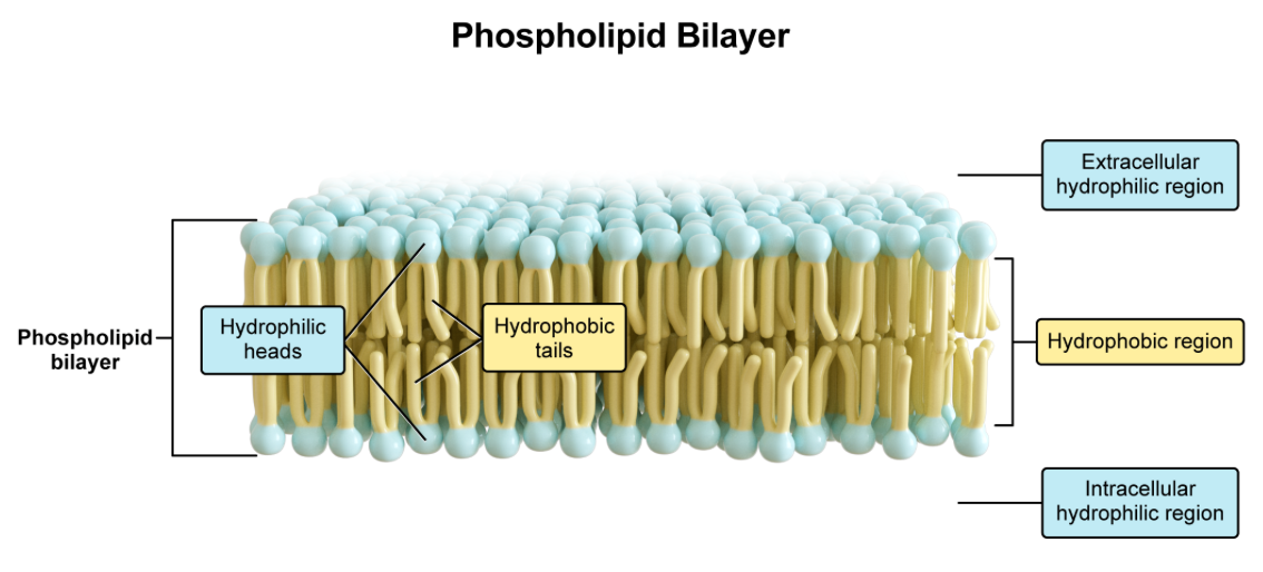 <p><strong>D. hydrophobic interactions and van der Waals forces | the major force driving the formation of the phospholipid bilayer is hydrophobic interactions—vdW helps maintain structure </strong></p><p><u>Key Takeaway:</u></p><ul><li><p>the major forces<strong> </strong>the major force driving the formation of the phospholipid bilayer are hydrophobic interactions and vdW forces</p></li><li><p>phosphate head groups are hydrophilic; fatty acid tails are hydrophobic</p></li></ul><p></p>