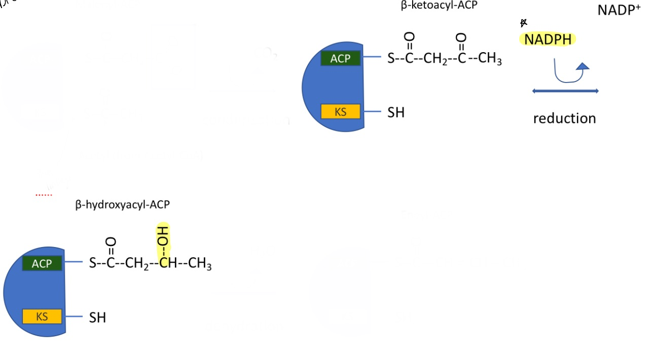 <p>reduction reaction with NADPH in cytoplasm</p><ul><li><p>doesn’t cost any ATP</p></li></ul><ul><li><p>catalyzed by fatty acid synthase I</p></li><li><p>forming beta-hydroxyacyl-ACP</p></li></ul><p></p>