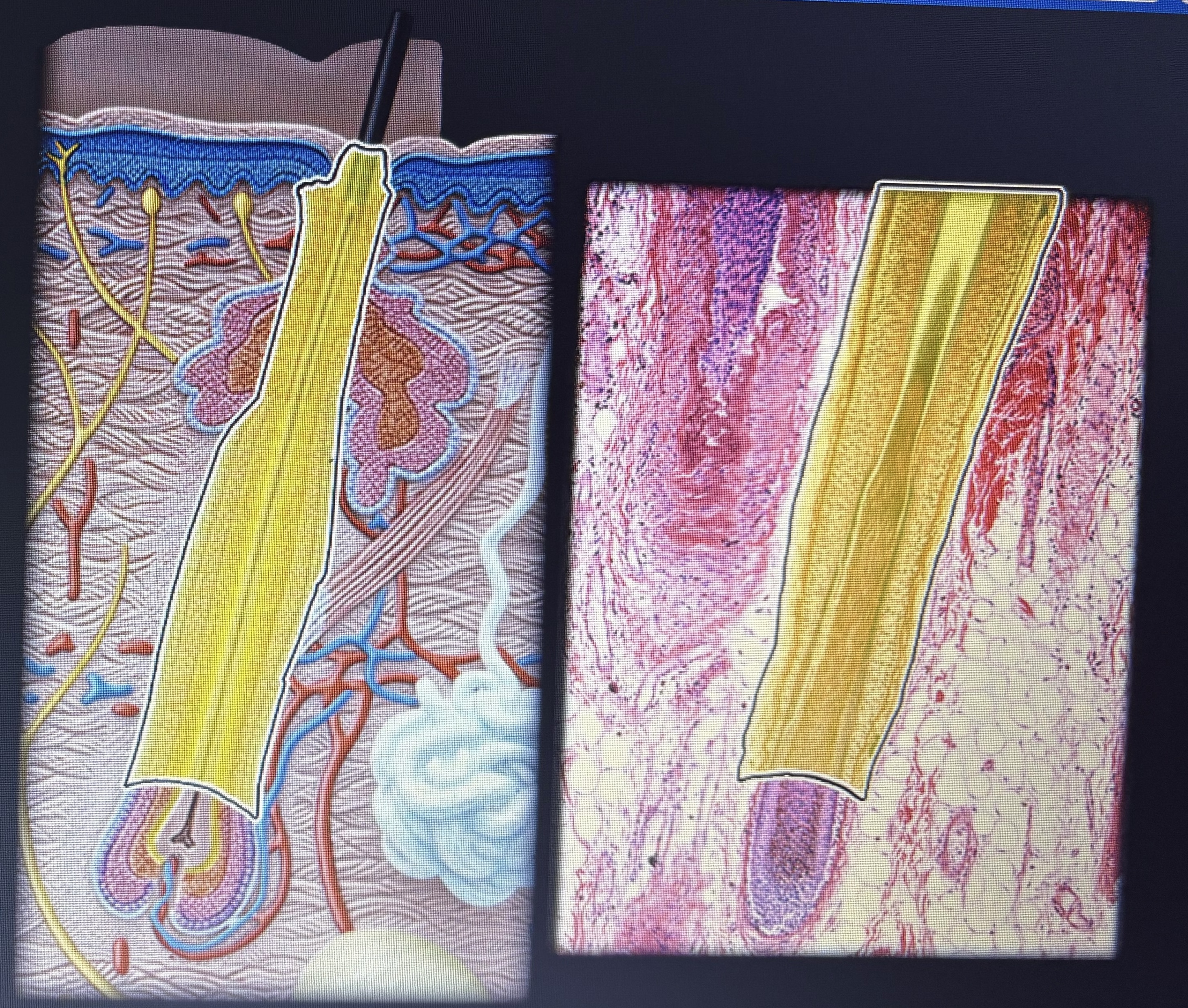 <p>location- hair follicle (deep portion) between hair build and mature hair shaft</p><p>Function- hair elongation</p>