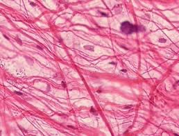 <p>Areolar Tissue - Loose Connective Tissue </p>