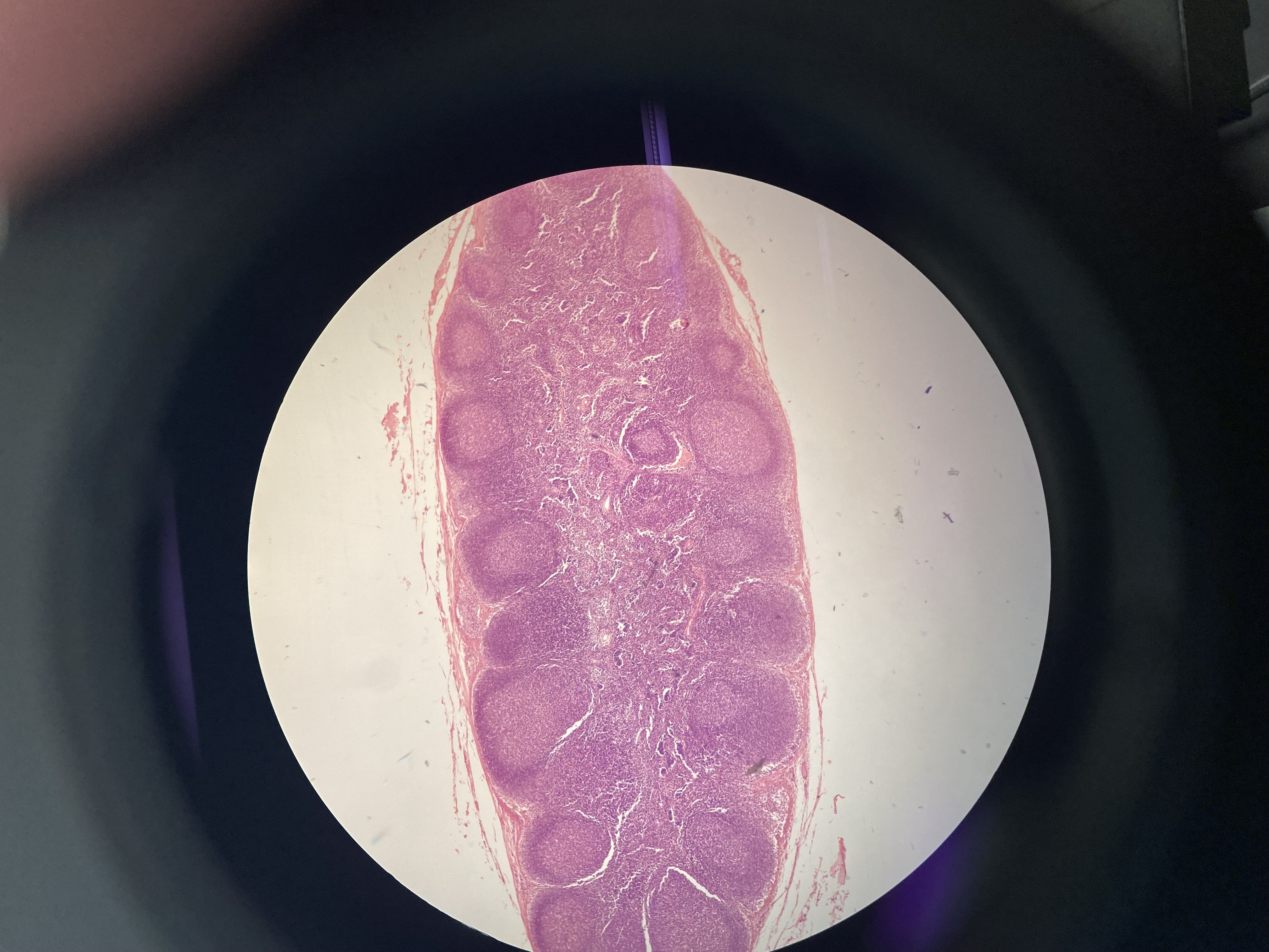 <p>What is this structure?</p>
