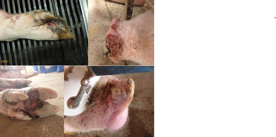 <ul><li><p>Swine Vesicular Disease (SVD)</p><ul><li><p>Only infects pigs</p></li><li><p>Vesico-ulcerative lesion on the feet, less often in other areas</p></li></ul></li><li><p>Exanthema (VE)</p><ul><li><p>Only infects pigs</p></li><li><p><u>Eradicated</u> (historic importance)</p></li></ul></li><li><p>Senecavirus A (SVA)</p><ul><li><p>Only infects pigs</p></li><li><p><strong>Key distinction:</strong> can cause <strong>severe neonatal mortality (up to 30–70%)</strong> with vesicles sometimes absent in piglets</p></li></ul></li></ul><p></p>