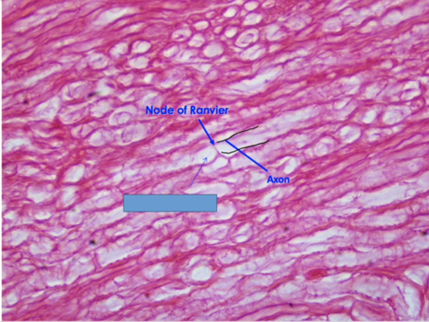 <p>Identify the structure</p>