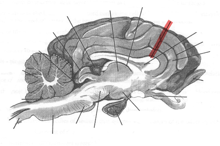 <p>Identify highlighted arrow</p>