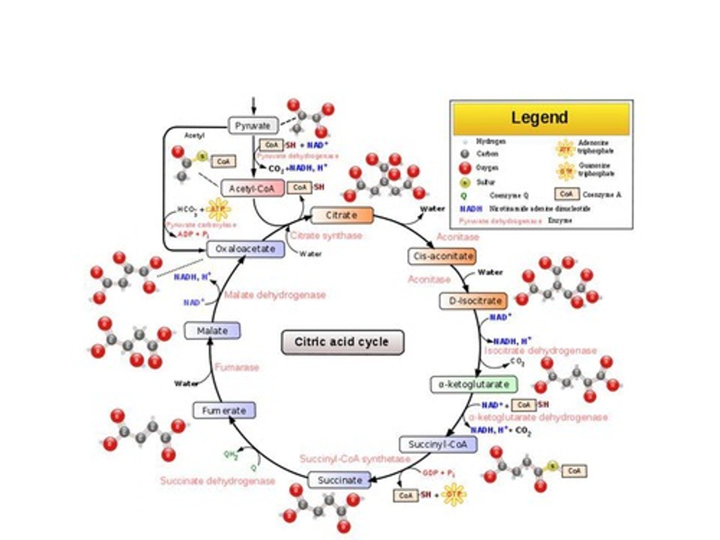 <p>Also known as the Krebs cycle, it occurs in the mitochondrial matrix and processes acetyl CoA.</p>