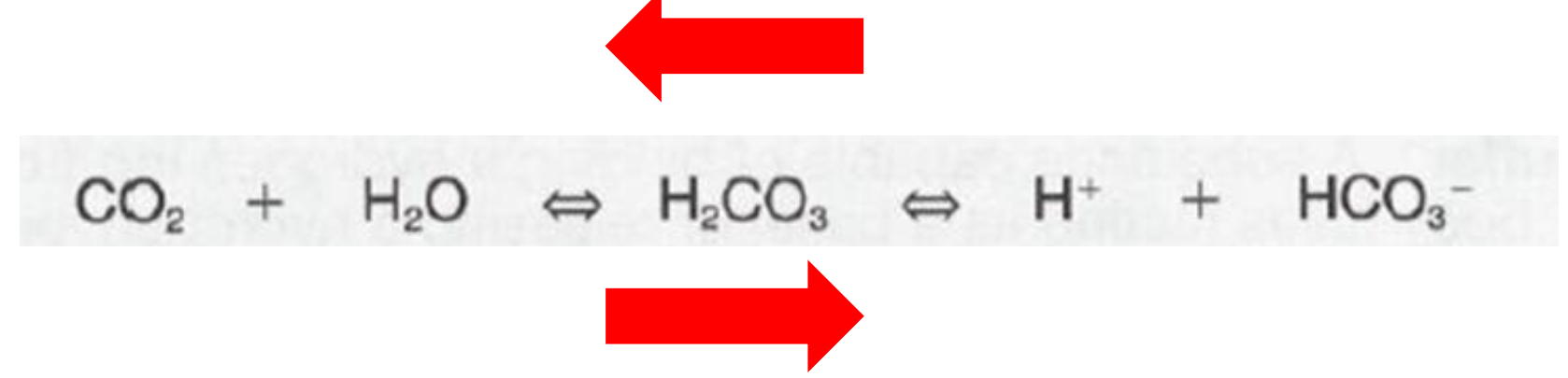 <ol><li><p>If HCO3- + H+ are in relative excess</p><ol><li><p>Net reaction to the LEFT</p></li></ol></li><li><p>If CO2 is in relative excess</p><ol><li><p>Net reaction to the RIGHT</p></li></ol></li></ol>