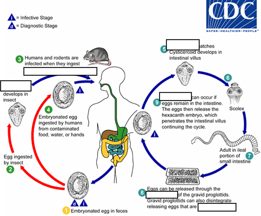 <p>(2) they develop into<strong><em>_____</em></strong>, which can infect humans or rodents upon ingestion(they developed in insect)</p>