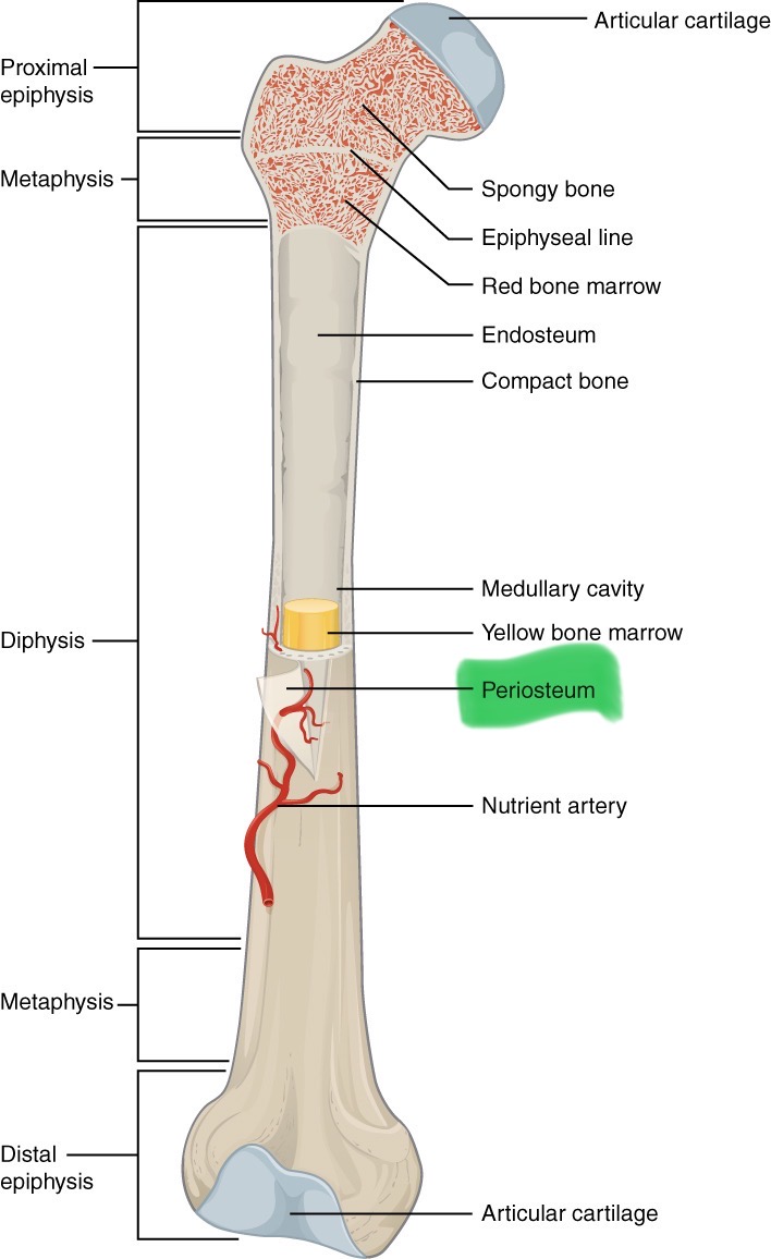<p><span>Dense connective tissue covering the surface of a bone.</span></p>