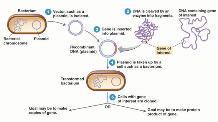 <ol><li><p>isolate a vector</p></li><li><p>DNA is cleaved by an enzyme</p></li><li><p>Gene of interest is inserted into the vector</p></li><li><p>Vector is taken up by a cell (ex. bacterium)</p></li><li><p>Cells with gene of interest are cloned</p></li></ol><p></p>