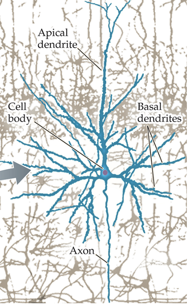 <p>Basal Dendrite: near the cell body;</p><p>Apical Dendrite: far from the cell body</p>