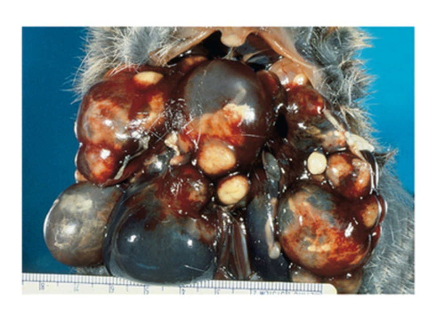 <p>This picture shows the strobilocercus in a rodent. The definitive host is the cat. What is the tapeworm</p>