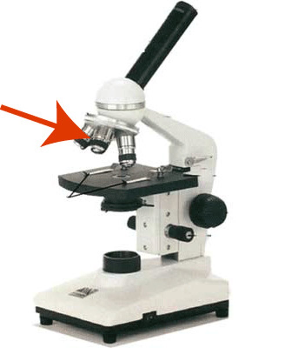 <p>The lens on a light microscope that is closest to the stage. Used for magnifying the image.</p>