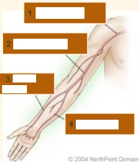 <p>Label the upper extremity arterials that are crossed out. </p>