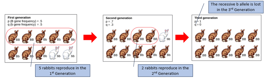 <p>=genetic frequency changes due to random events </p><p>-often occurs in small populations </p><p>ālike āsampling errorsā in statistics </p>