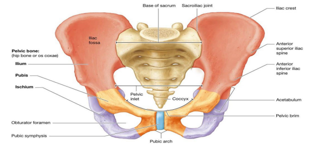 <ul><li><p>All contribute to acetabulum; deep socket on lateral aspect of coxal bone ; head of femur articulates with acetabulum at hip joint </p></li><li><p>Ilium and pubis also contribute to obturator foramen; opening in each coxal bone, through which nerves and blood vessels travel</p></li></ul><p></p>