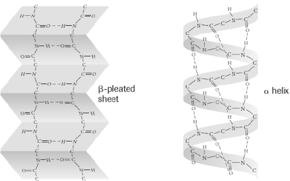 <p>polypeptide backbone is folded and stabilized by hydrogen bonds </p><p>hydrogen bond formed between oxygen of carboxyl group and hydrogen of amino group</p>