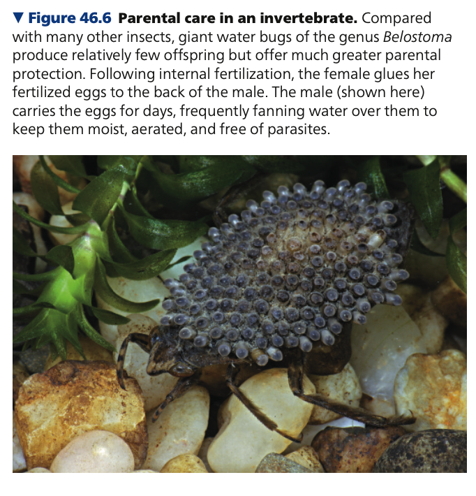 **Ensuring the survival of offspring**

* **Internal fertilization** produces ____ gametes, but has a higher zygote survival.


1. Fertilized eggs are sheltered from potential predators
2. Mechanisms that provide greater protection of the embryos and parental care of the young
   * Secreting a protective ____ (birds and other reptiles)
   * Retaining the embryo for a portion of its development within the female’s reproductive tract
     * _____ mammals: kangaroos and opossums
       * they then crawl out and complete development attached to a mammary gland in the mother’s pouch
     * _____ (placental) mammals: zebras and humans
       * nourished by the mother’s blood supply through a temporary organ, the placent
   * In contrast, the eggs of fishes and amphibians have only a gelatinous coat and lack internal ______.