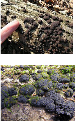 <p> Xylariales: Hypoxylon</p>