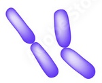 <p>Rod shaped bacteria that appear in pairs after division</p>