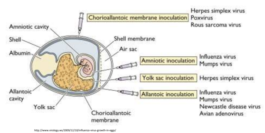 <ul><li><p><strong>Chorioallantoic membrane </strong><em><u>hrp</u></em></p><p><em><u>*Rich in capillaries and thus ideal for pock-foming viruses</u></em></p><ul><li><p>Herpes simplex virus</p></li><li><p>Rous sarcoma virus</p></li><li><p>Poxvirus</p></li></ul></li><li><p><strong>Amniotic </strong><em><u>im</u></em></p><p><em><u>Suitable for isolating respiratory viruses</u></em></p><ul><li><p>Influenza virus</p></li><li><p>Mumps virus</p></li></ul></li><li><p><strong>Yolk sac </strong></p><p><em><u>Nutrient-rich, can support fastidious organisms</u></em></p><ul><li><p>Herpes simplex virus</p></li></ul></li><li><p><strong>Allantoic </strong><em><u>imna</u></em></p><p><em><u>Used for high-yield virus production</u></em></p><ul><li><p>Influenza virus</p></li><li><p>Mumps virus</p></li><li><p>Newcastle disease virus</p></li><li><p>Avian adenovirus</p></li></ul></li></ul><p></p>