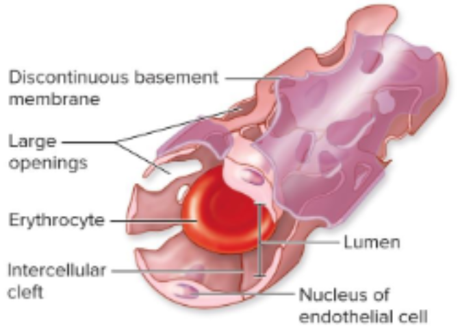 <p>large gaps between endothelial cells and discontinuous basement membrane - allows transport of large molecules + cells to/from blood; bone marrow and liver</p>