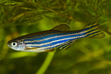 <p>Clade of <strong>carps</strong>, <strong>minnows</strong>, suckers, chubs, loaches, + more</p><ul><li><p>Primarily freshwater</p></li><li><p>Commercially, ecologically, and scientifically important</p></li></ul><p>EX: Zebrafish (<em>Danio rerio</em>) are a model organism for studying vertebrate genetics</p>