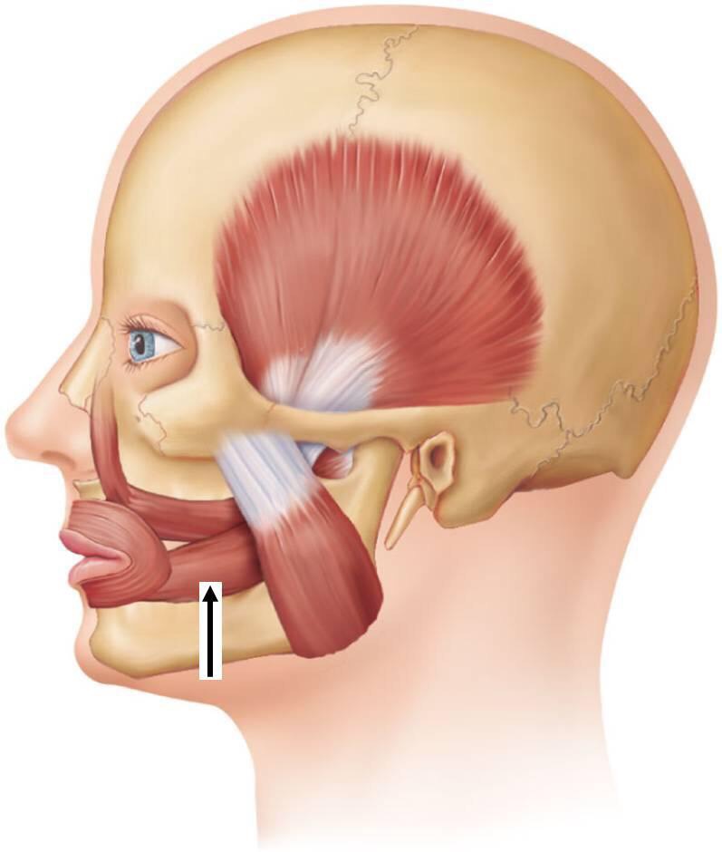 <p>What is this muscle </p>