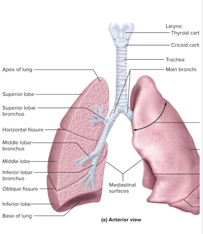 <p>branches that send air to an individual lobe of the lung</p><ul><li><p>supported by crescent-shaped cartilage plates</p></li><li><p>One for each lobe of lung: 3 in the right lung and 2 in the left </p></li></ul><p></p>