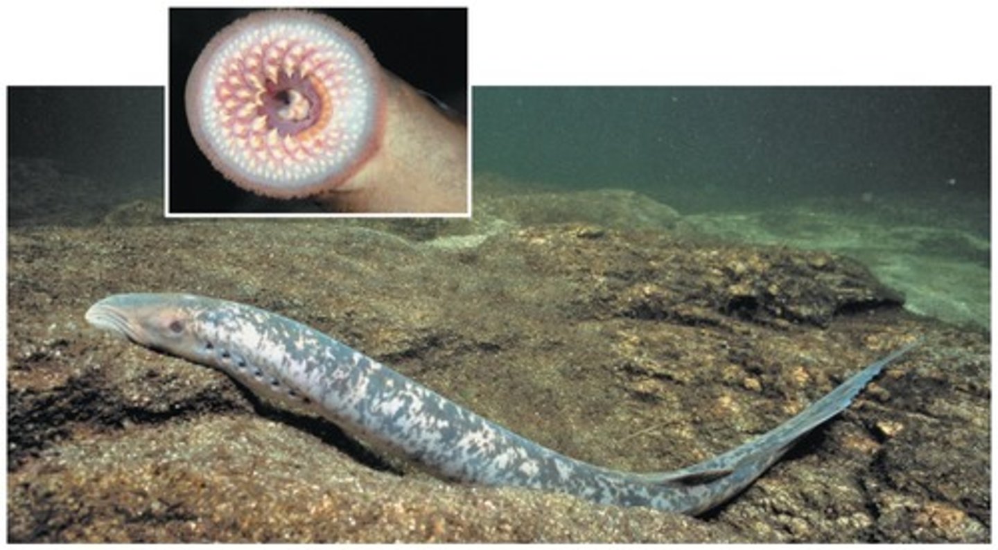 <p>lampreys</p><p>lack jaws and has rudimentary vertebrae</p><p>38 species, 18 are parasites</p><p>fresh and saltwater</p><p>cartilage skeleton instead is stiff matrix of proteins</p><p>sucker-like mouth</p><p>cyclostomes + sister group to hagfish</p>