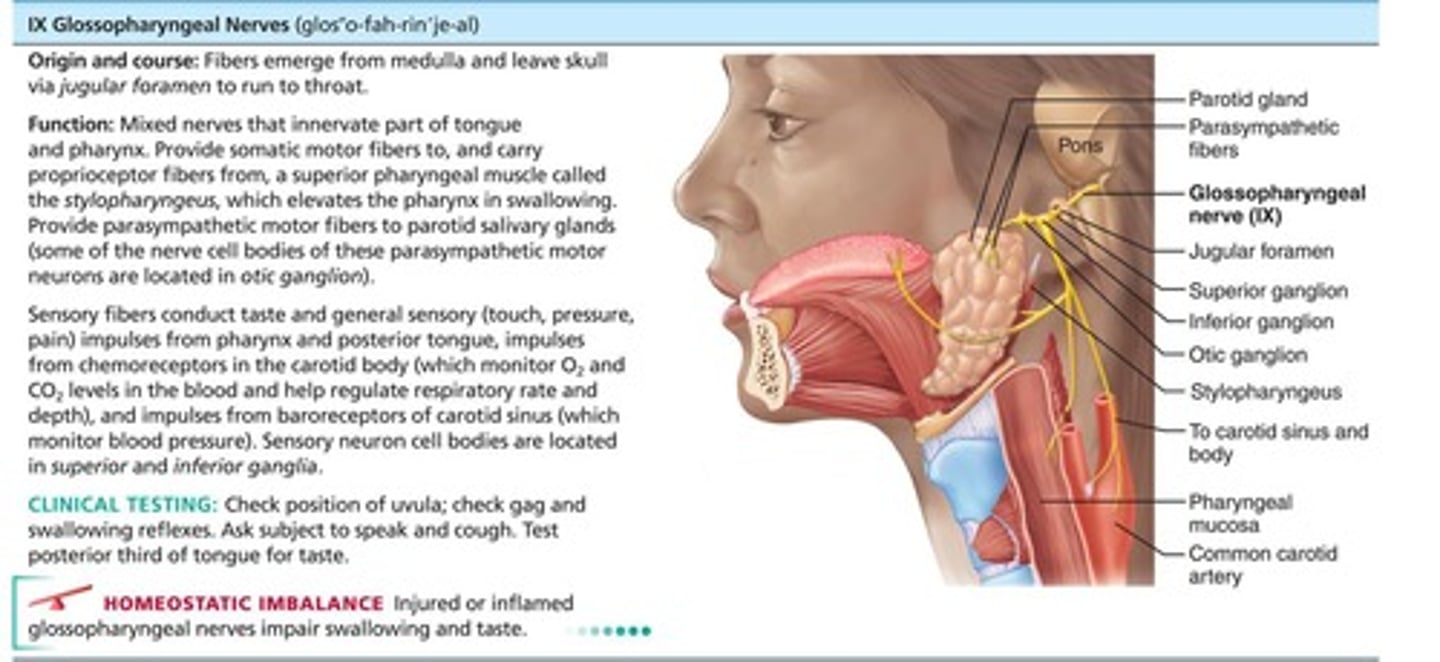 <p>Fibers from medulla leave skull via jugular foramen and run to throat. Motor functions: innervate part of tongue and pharynx for swallowing and provide parasympathetic fibers to parotid salivary glands. Sensory functions: fibers conduct taste and general sensory impulses from pharynx and posterior tongue, and impulses from carotid chemoreceptors and baroreceptors.</p>